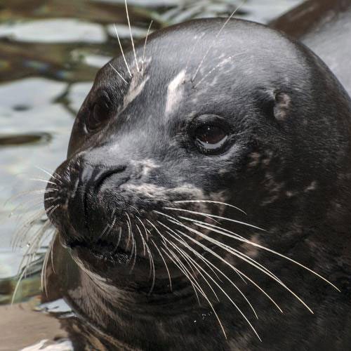 harbor seal
